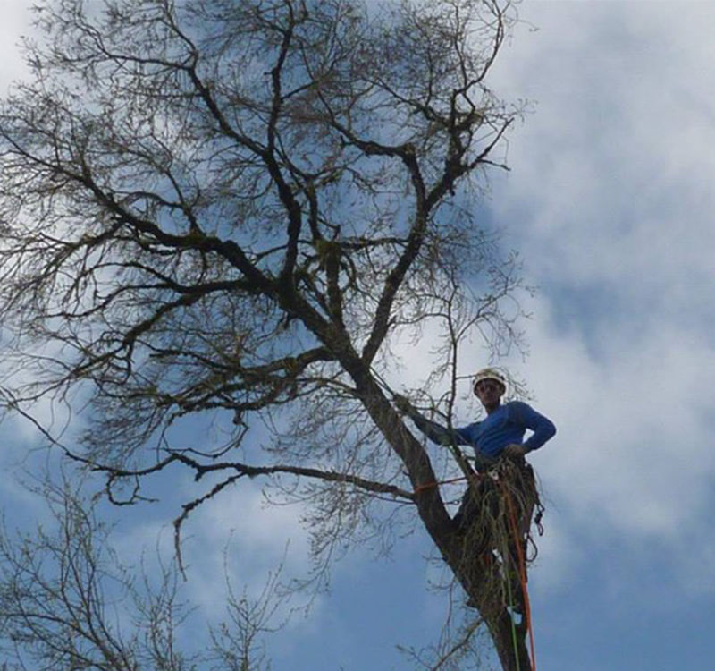 Arborist in a tree | Lovejoy Contract Climbing